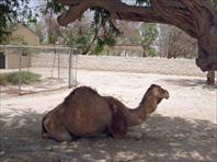 Photo: Al Areen Park Bahrain